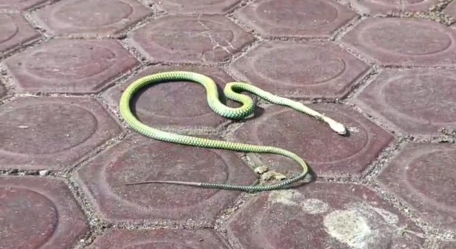 
					Ular Berbisa Bersarang di Mapolres Madina