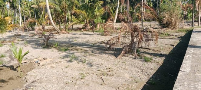 
					Sawah Tertutup Lumpur Sedimen Dan Bebatuan,Warga Sayurmaincat Bingung Mau Turun Ke Sawah