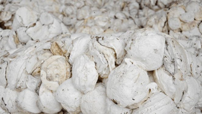 
					Harga Karet di Panyabungan Mencapai Rp13.700, Petani Mulai Bernapas Lega