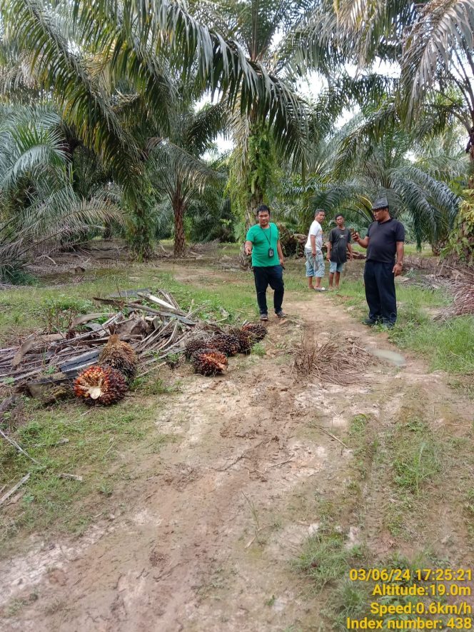 
					Diduga Dirampas Toke Sawit, Kebun 10 Hektare Milik Warga Batahan Dipanen Tanpa Izin