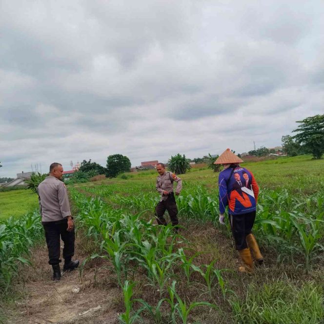 
					Polsek Bina Widya Dukung Program Ketahanan Pangan Nasional, Bhabinkamtibmas Laksanakan Perawatan Tanaman Jagung Pipil