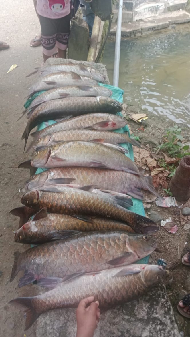 
					Puluhan Ikan Mera Mati Mendadak Akibat Tambang Emas di Hulu Sungai Tambangan